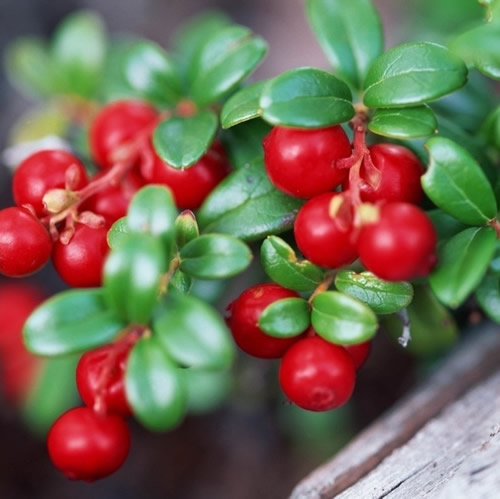 单机版 公司合同管理软件+安装录像