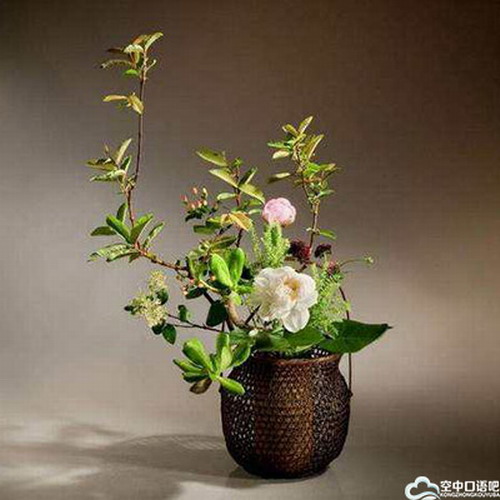 さくら（樱）老师日语口语一对一在线课程