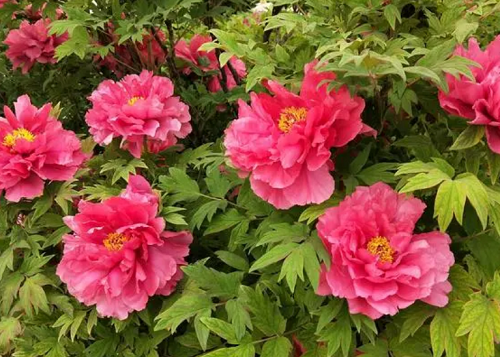 牡丹花