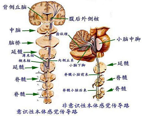 传导通路