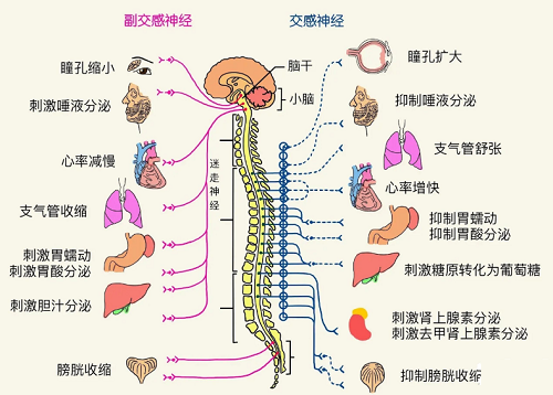 内脏神经