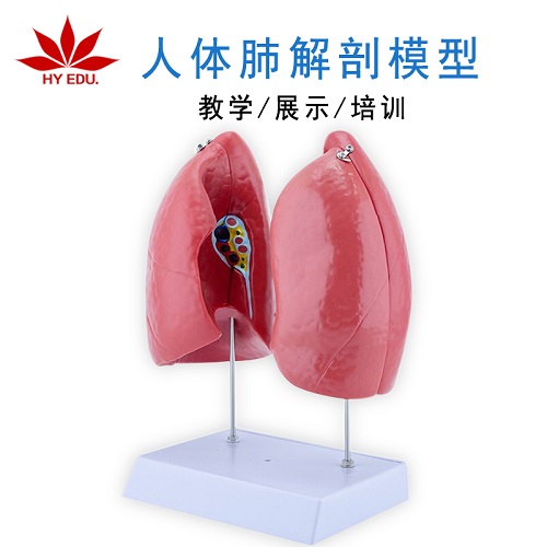 自然大肺解剖 医学人体肺段肺解剖模型