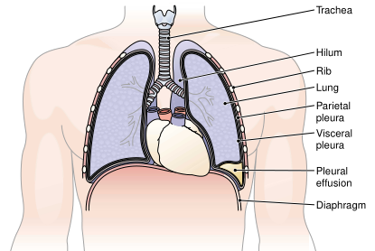 Fig. 2.png