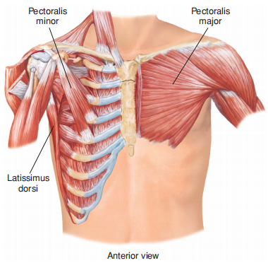 Axiohumeral group.png