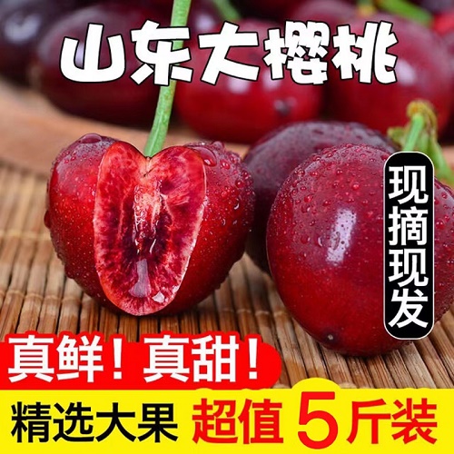 山东烟台大樱桃 新鲜水果5斤