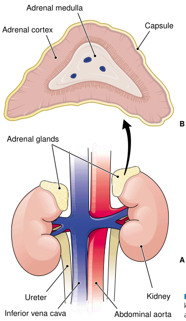 Fig.1.png