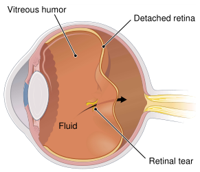 Fig.1.png