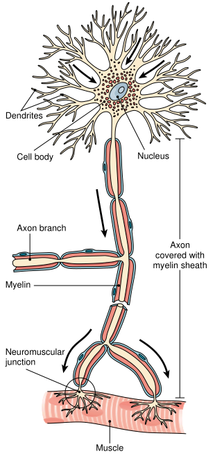 Fig. 1.png
