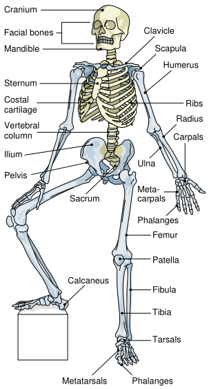 Fig. 1.png