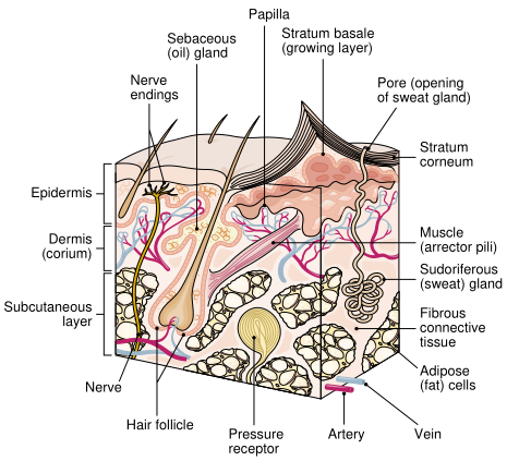 Fig.1.png
