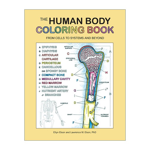 人体上色书 从细胞到人体系统 英文版