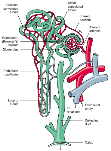 Fig. 1.png