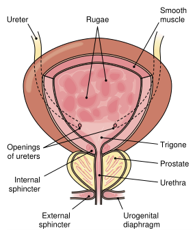 Fig. 1.png