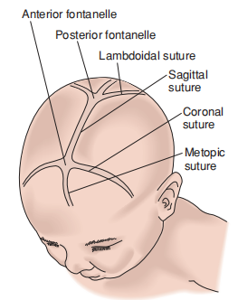 Sutures and fontanelles.png