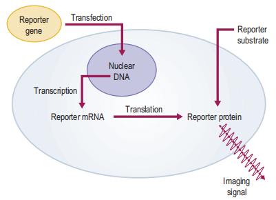 Summary of the imaging reporter gene concept